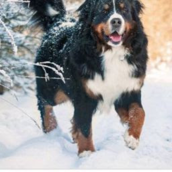 Meet your Posher, Shadé - Picture 1 of 1